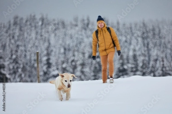 Fototapeta Young man with dog in winter nature. Labrador retriever running in snow against forest. Jizera mountains, Czech Republic