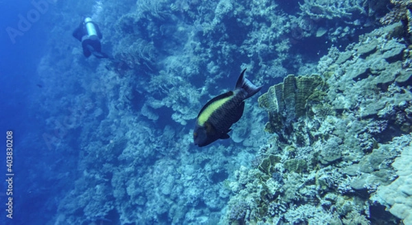 Fototapeta bright beautiful fish of the Red Sea in a natural environment on a coral reef