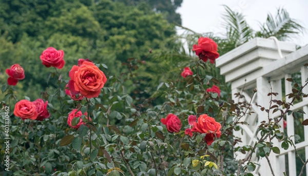 Fototapeta Red roses in the garden