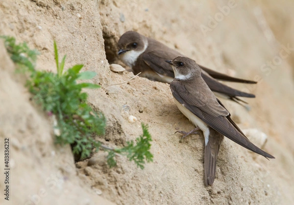 Obraz Oeverzwaluw, Sand Martin, Riparia riparia riparia