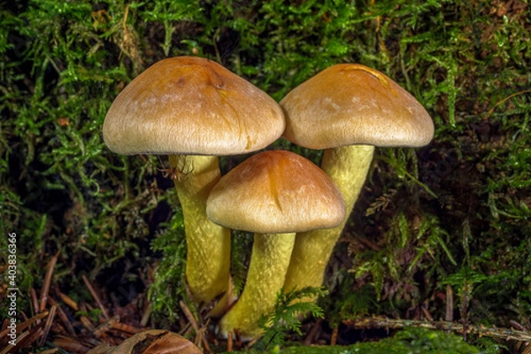 Fototapeta Grünblättriger Schwefelkopf (Hypholoma fasciculare)
