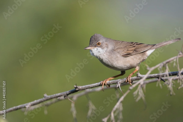 Fototapeta Grasmus, Common Whitethroat, Sylvia communis rubicola