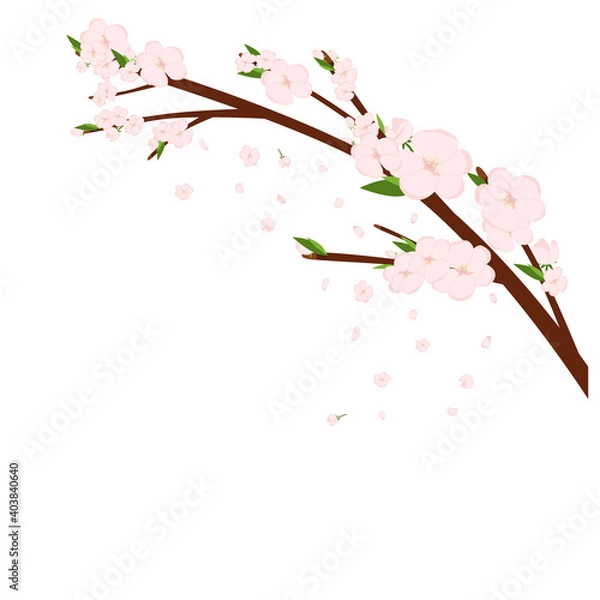 Obraz Cherry sakura blossom branch with falling petals, tree. Flowers and petals. Pink asian vector art.