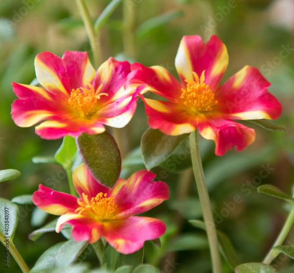 Obraz Portulaca (purslane). Beautiful flowers close up