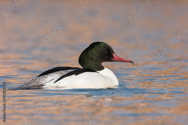 Fototapeta Grote Zaagbek, Goosander, Mergus merganser merganser