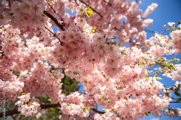 Obraz Blooming sakura tree against the blue sky