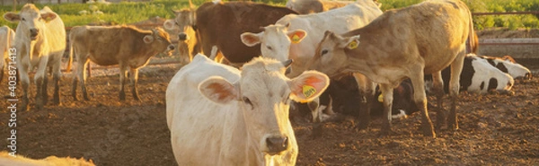 Obraz Cows in a farm eating hay. Dairy cows. Cowshed banner