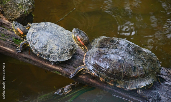 Obraz Red-eared slider turtle (Trachemys scripta), Ecuador