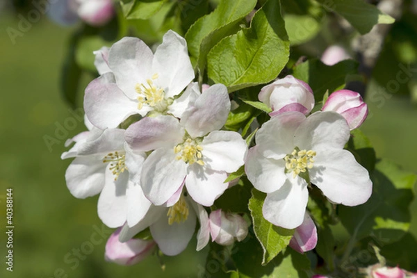 Obraz apfelblüte in bad feilnbach