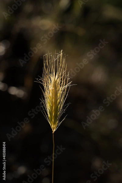 Fototapeta close up of wild wheat ears