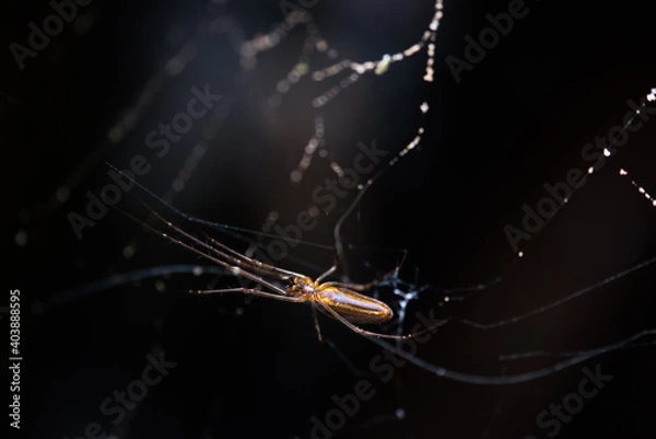 Obraz Brown spider in a web