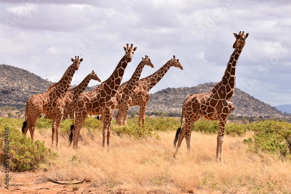 Fototapeta Reticulated giraffe in Samburu National Reserve, Kenya