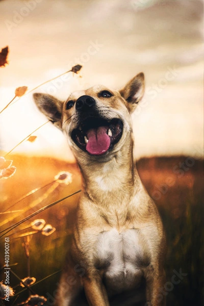 Obraz Perro sonriendo