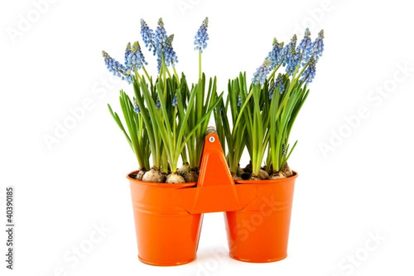 Obraz Blue Grape Hyacinths