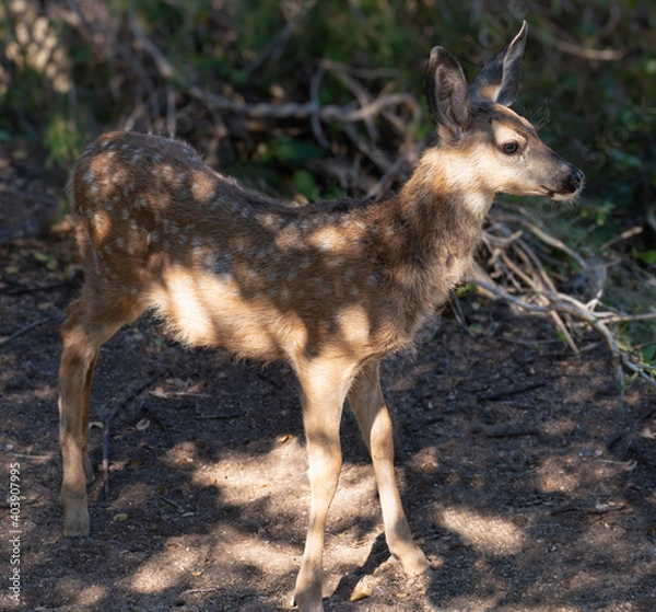 Fototapeta A young fawn stands in the dappled light under a large tree.