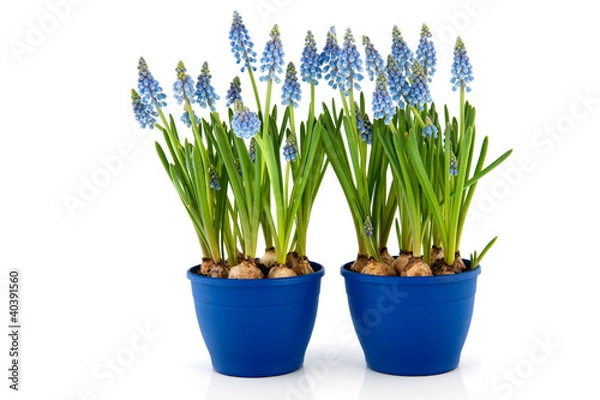 Obraz Blue Grape Hyacinths