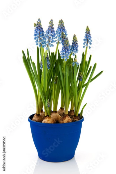 Fototapeta Blue Grape Hyacinths