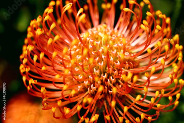 Obraz Close-up Flower 