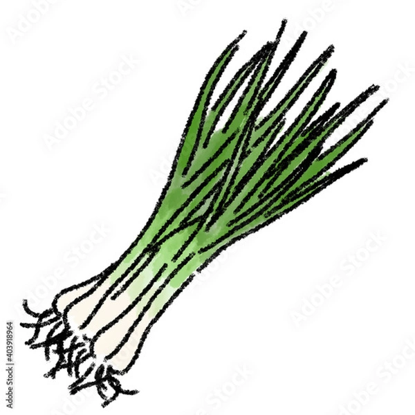 Fototapeta わけぎ　イラスト 筆　水彩　手描き
