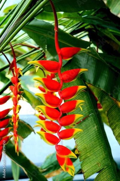 Obraz Dangling Red Flora