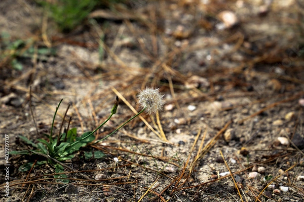 Obraz Close-up Forest Floor