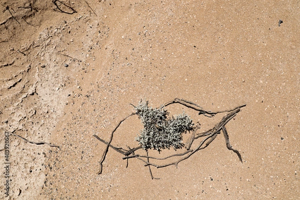 Obraz Close-up Beach Ground