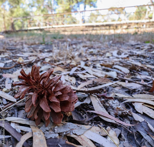 Obraz Pinecone Close-up