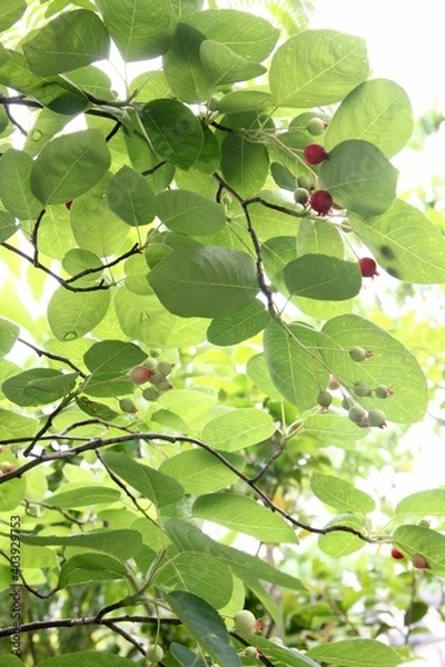 Fototapeta ジューンベリー
