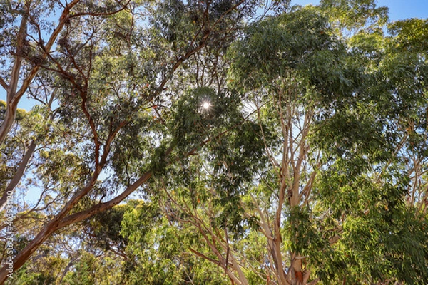 Obraz The Sun through the Gum Trees