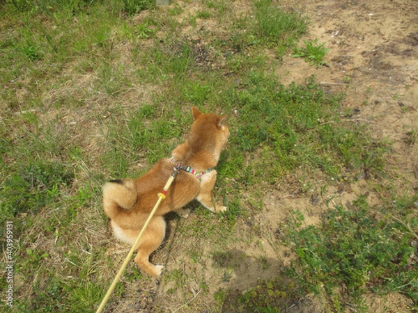 Fototapeta 散歩中の柴犬