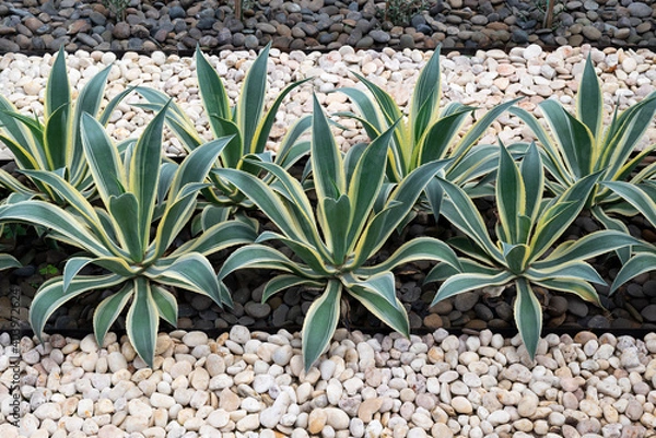 Fototapeta Green agave plants design on the ground for decoration in the garden with black and white stones and pebbles for backgrounds.