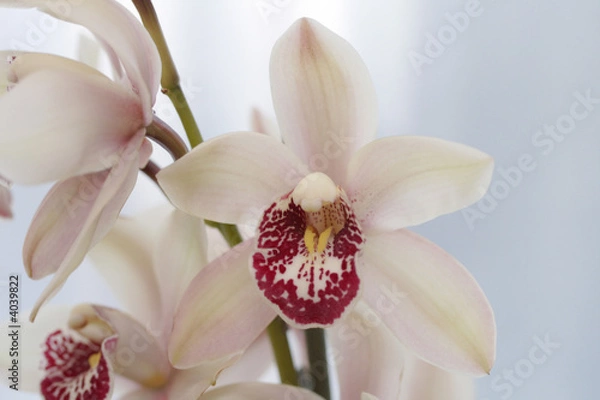 Obraz Orchid cymbidium