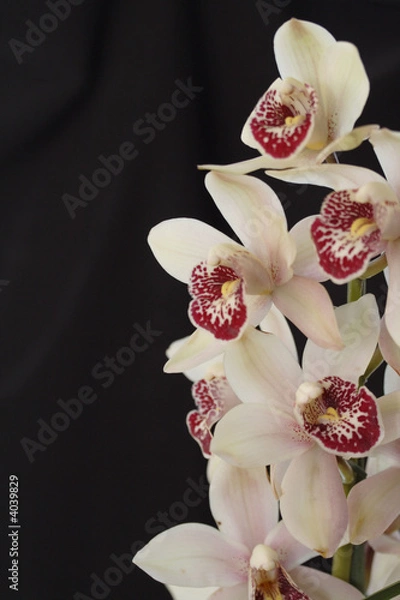 Obraz Orchid cymbidium
