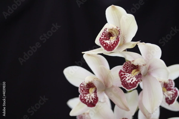 Obraz Orchid cymbidium