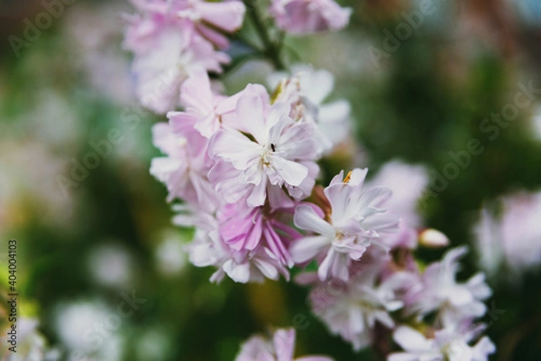 Fototapeta Light pink flowers of the plant soapwort officinalis on a background of greenery.