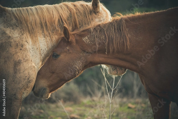 Fototapeta portrait of two horses crossing heads in the field