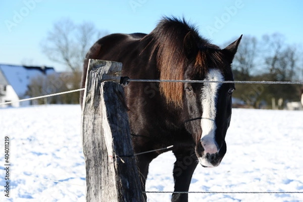 Obraz Pferde im Schnee