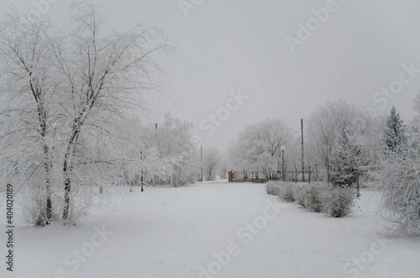 Fototapeta The snowy park. Trees in frost