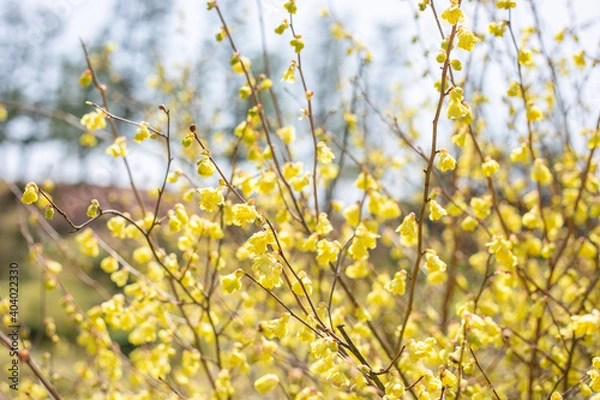 Obraz ヒュウガミズキのクローズアップ