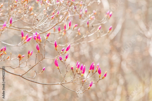 Obraz コバノミツバツツジのつぼみクローズアップ　背景ボケ