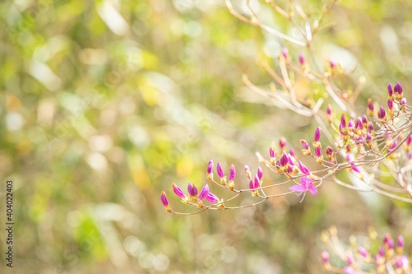 Obraz コバノミツバツツジのつぼみクローズアップ　背景ボケ