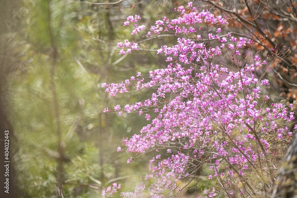 Fototapeta コバノミツバツツジ　背景ボケ