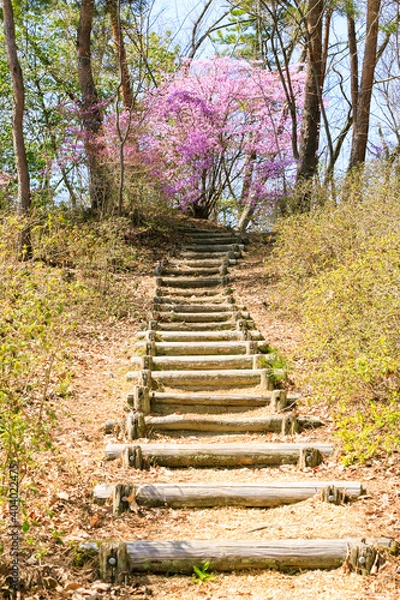 Obraz 公園の小道の階段とコバノミツバツツジ