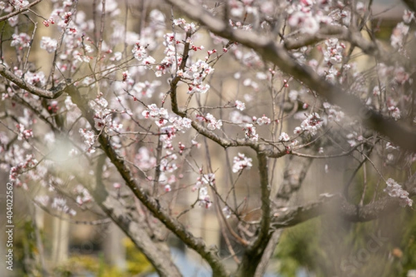 Obraz 桜　前ボケ後ろボケ
