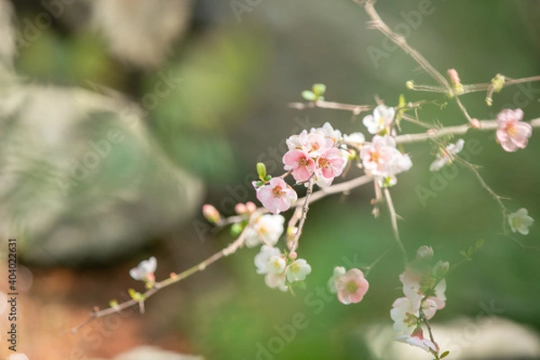 Fototapeta 春の花　クローズアップ背景ボケ
