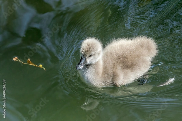 Obraz Black Swan (Cygnus atratus) cygnet in park