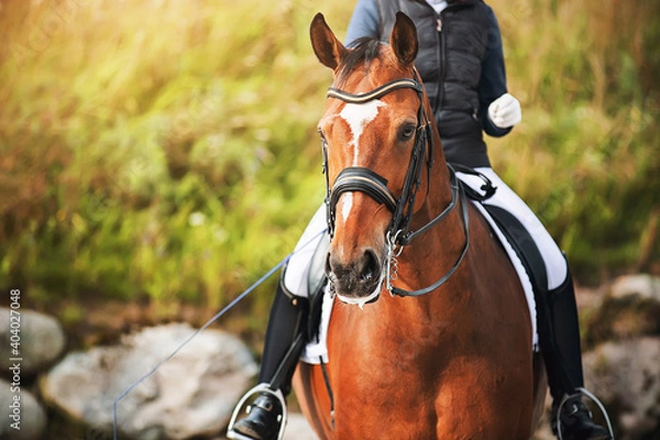 Fototapeta Portrait of a beautiful horse with a white spot on its forehead, in the saddle of which sits a rider holding a whip in his hand on a sunny summer day. Horse riding. Equestrian sports.