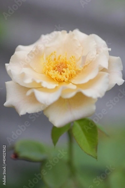 Obraz 黄色の薔薇