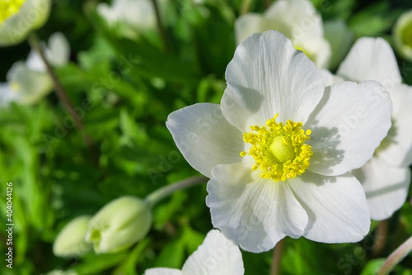 Fototapeta Bright, white flower Anemone forest (Latin: Anemone sylvestris) in the garden,  close-up. Perennial herbaceous plant Anemone. Space for text. Shallow depth of field.