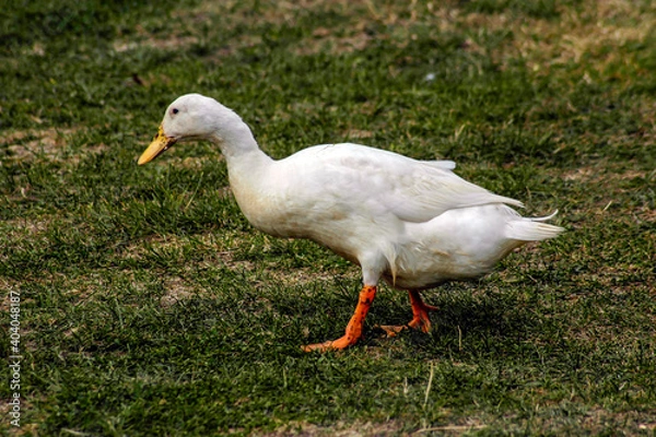 Obraz A white feathered Duck